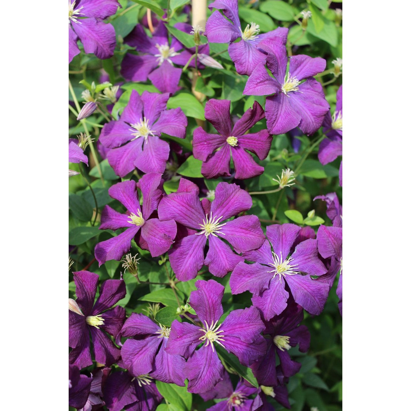 Klematis – Clematis 'Etoile Violette' - C2 50-60 CM 3 Stick